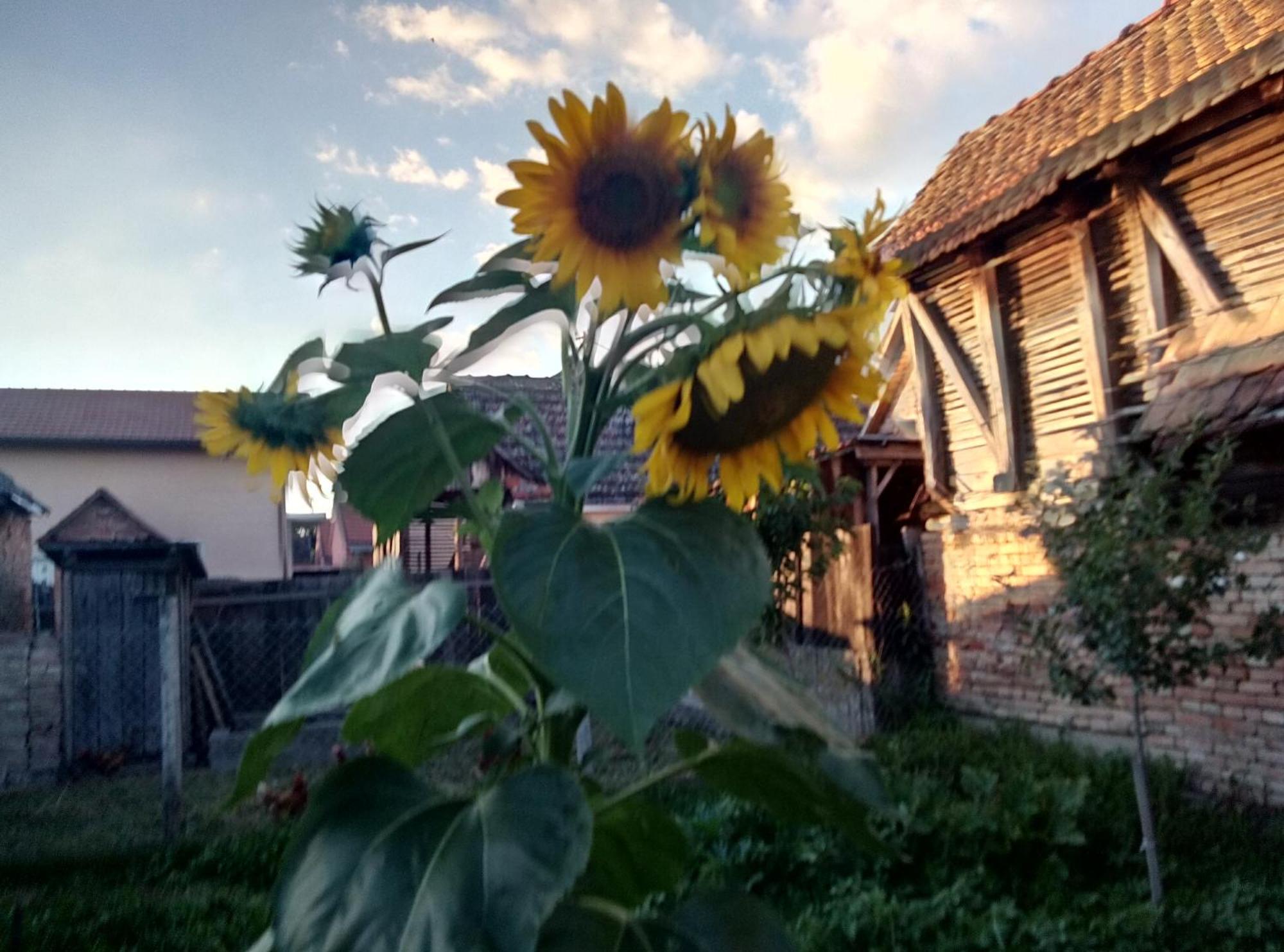 "Poetsko Cose" Nikole Tesle 86 Morović Exterior foto
